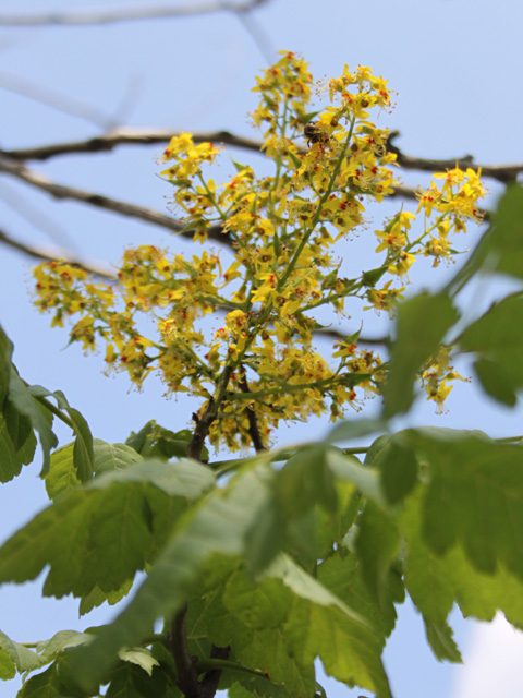 センダンバノボダイジュ 栴檀葉菩提樹